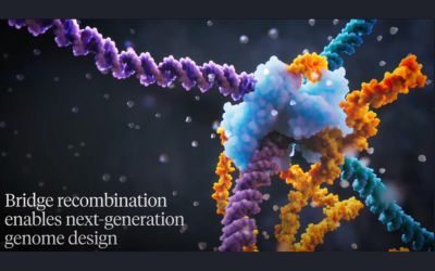 bridge editing, RNA, crispr