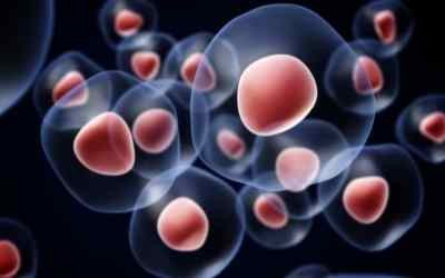 Cellule