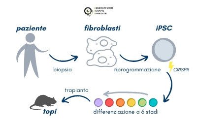 CRISPR-iPSC-diabete