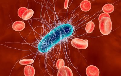 E. coli nel sangue