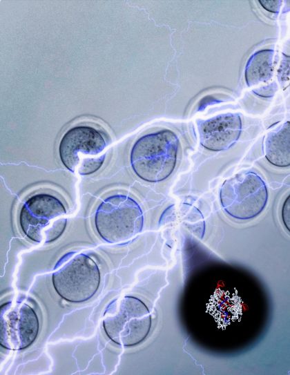 Veicolare CRISPR nelle cellule: strategie a confronto