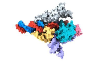 Mappa Cryo-EM di una proteina Fanzor 