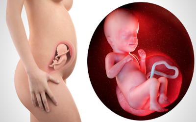 Utero