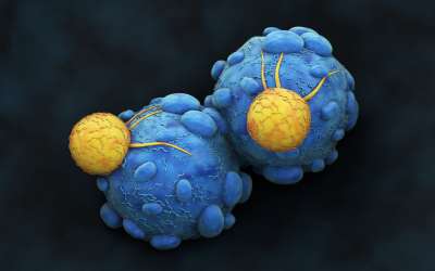 Linfociti contro cellule cancerose