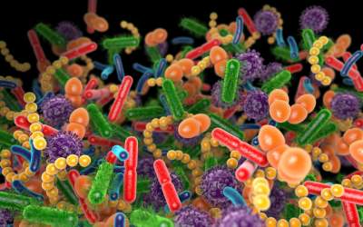 Microbiota