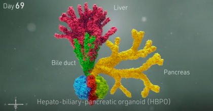 Organoidi