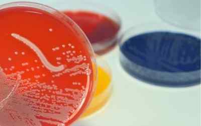 Staphylococcus aureus