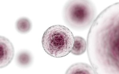 Cellule staminali